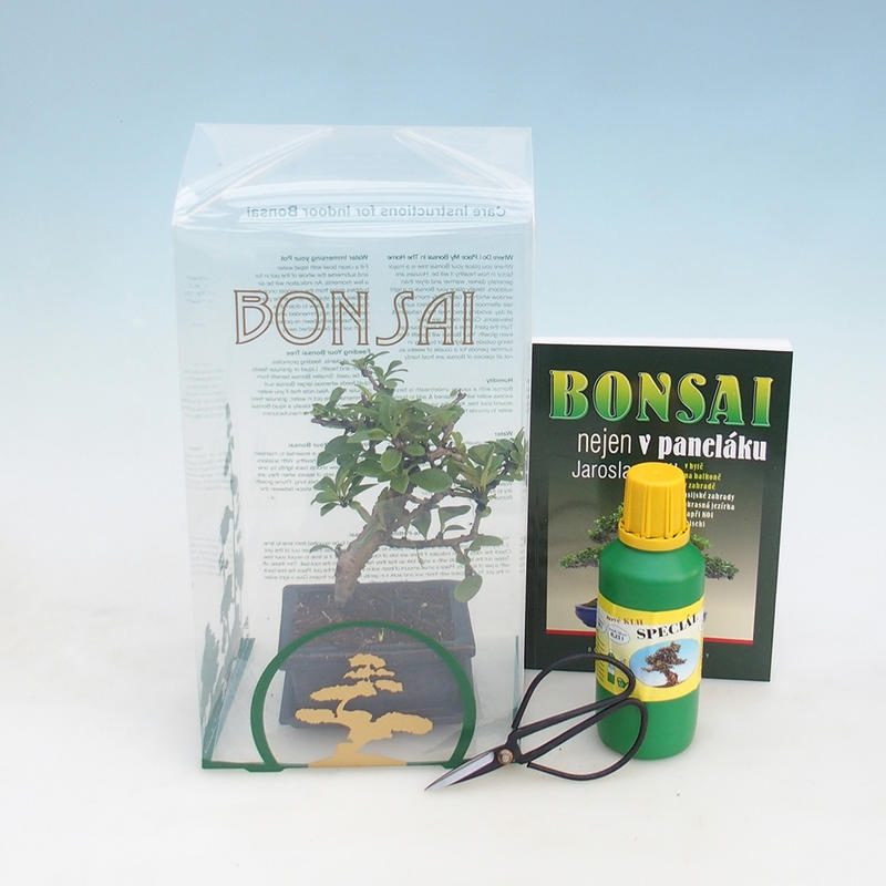 Pokojová bonsai v dárkové krabičce