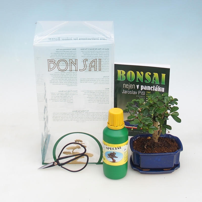 Pokojová bonsai v dárkové krabičce