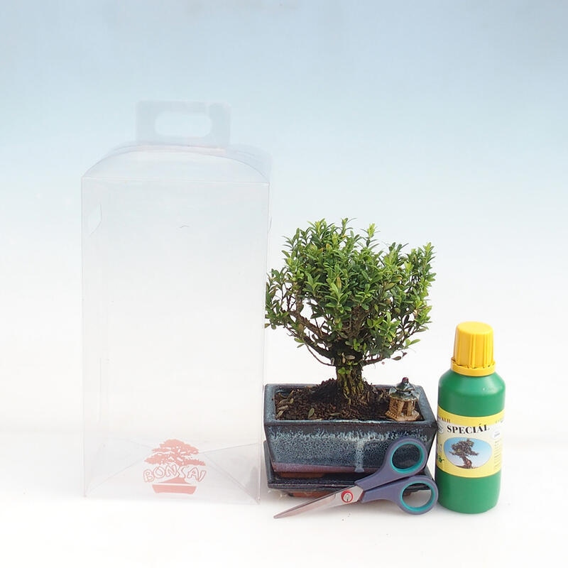 Pokojová bonsai v dárkové krabičce pro kluky - Korkový buxus - Buxus harlandii