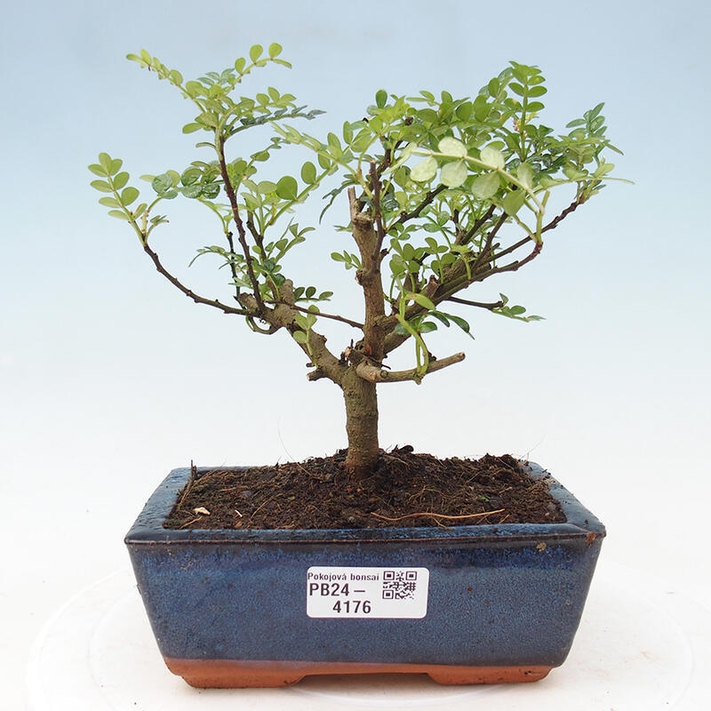 Pokojová bonsai - Zantoxylum piperitum - pepřovník