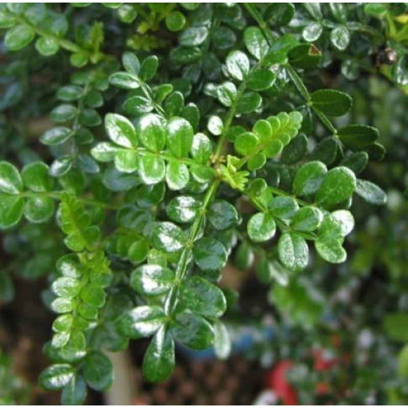 Pokojová bonsai - Zantoxylum piperitum - pepřovník