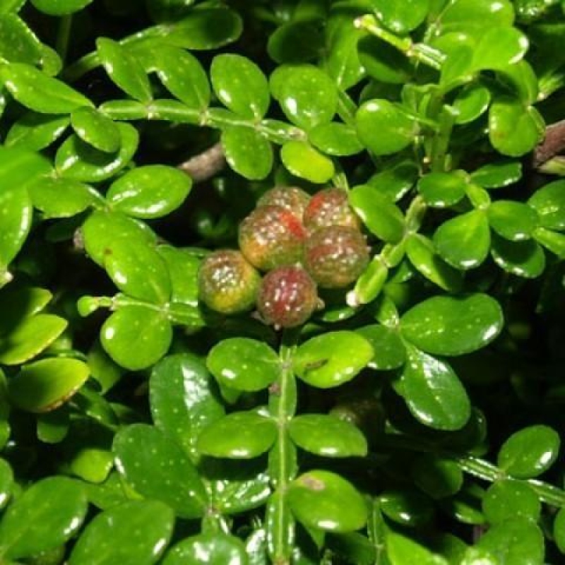 Pokojová bonsai - Zantoxylum piperitum - Pepřovník