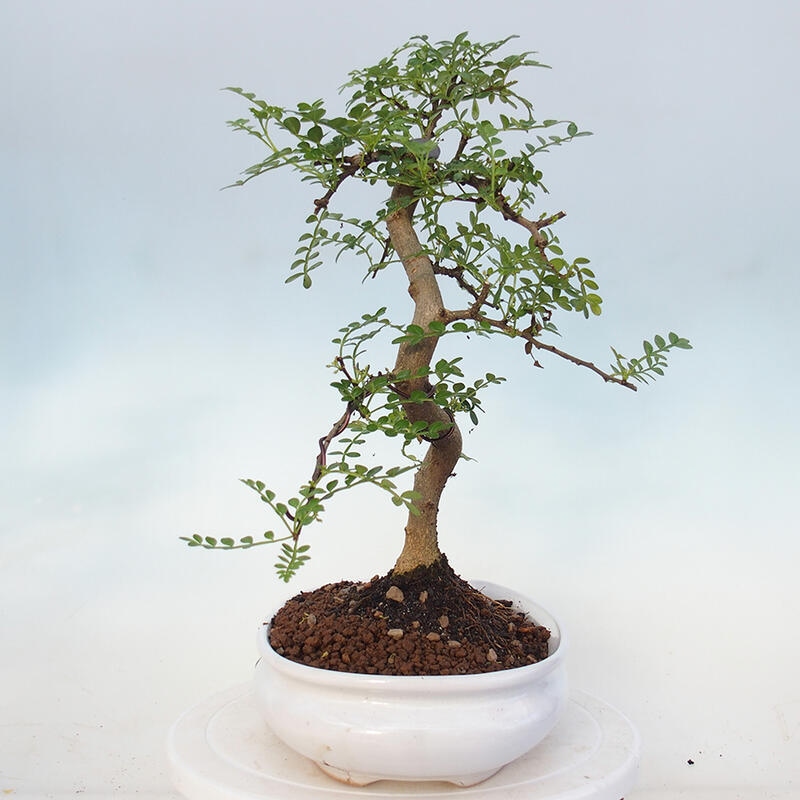 Pokojová bonsai - Zantoxylum piperitum - pepřovník