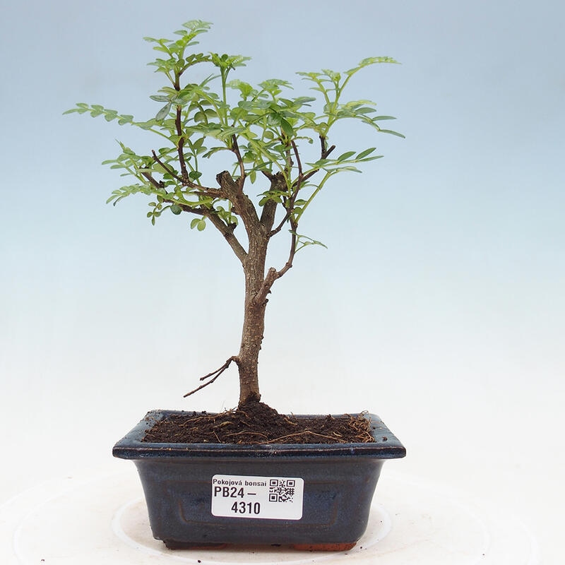 Pokojová bonsai - Zantoxylum piperitum - Pepřovník