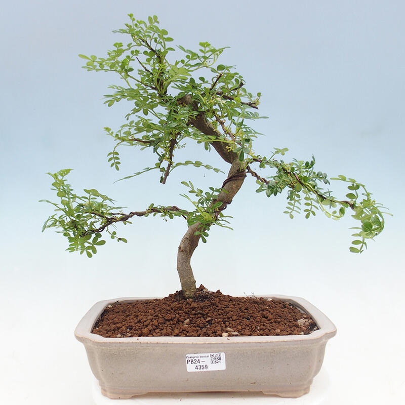 Pokojová bonsai - Zantoxylum piperitum - pepřovník