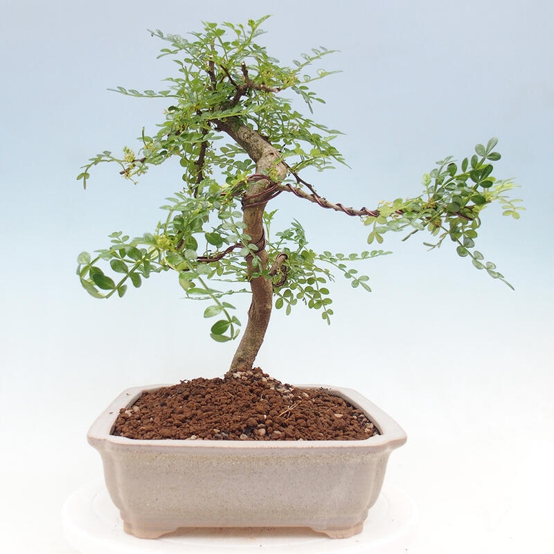 Pokojová bonsai - Zantoxylum piperitum - pepřovník