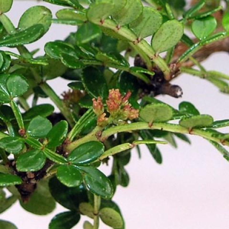 Pokojová bonsai - Zantoxylum piperitum - pepřovník