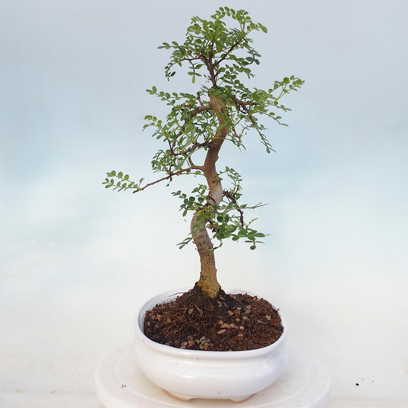 Pokojová bonsai - Zantoxylum piperitum - pepřovník