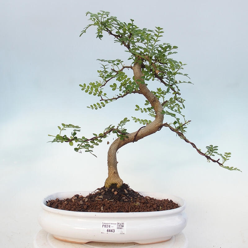 Pokojová bonsai - Zantoxylum piperitum - pepřovník