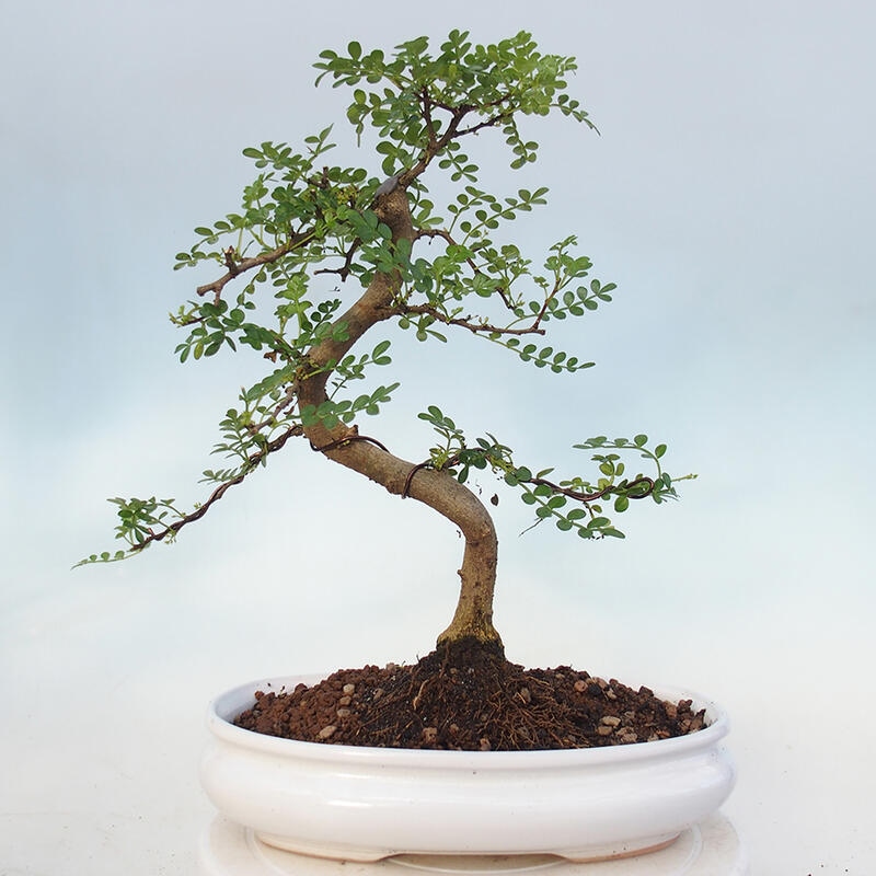 Pokojová bonsai - Zantoxylum piperitum - pepřovník