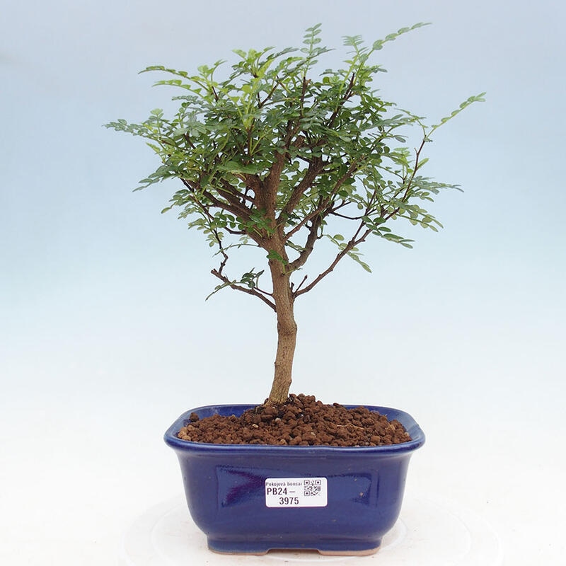 Pokojová bonsai - Zantoxylum piperitum - Pepřovník