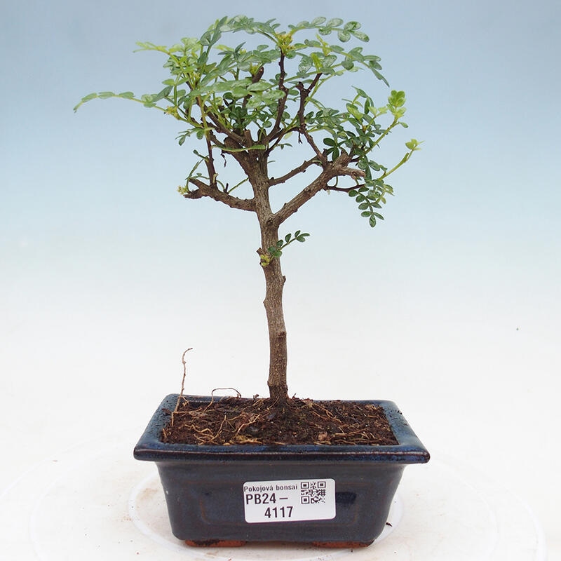 Pokojová bonsai - Zantoxylum piperitum - Pepřovník