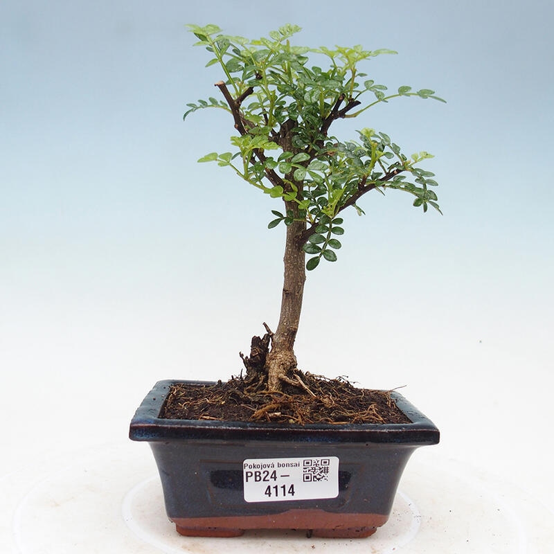 Pokojová bonsai - Zantoxylum piperitum - Pepřovník