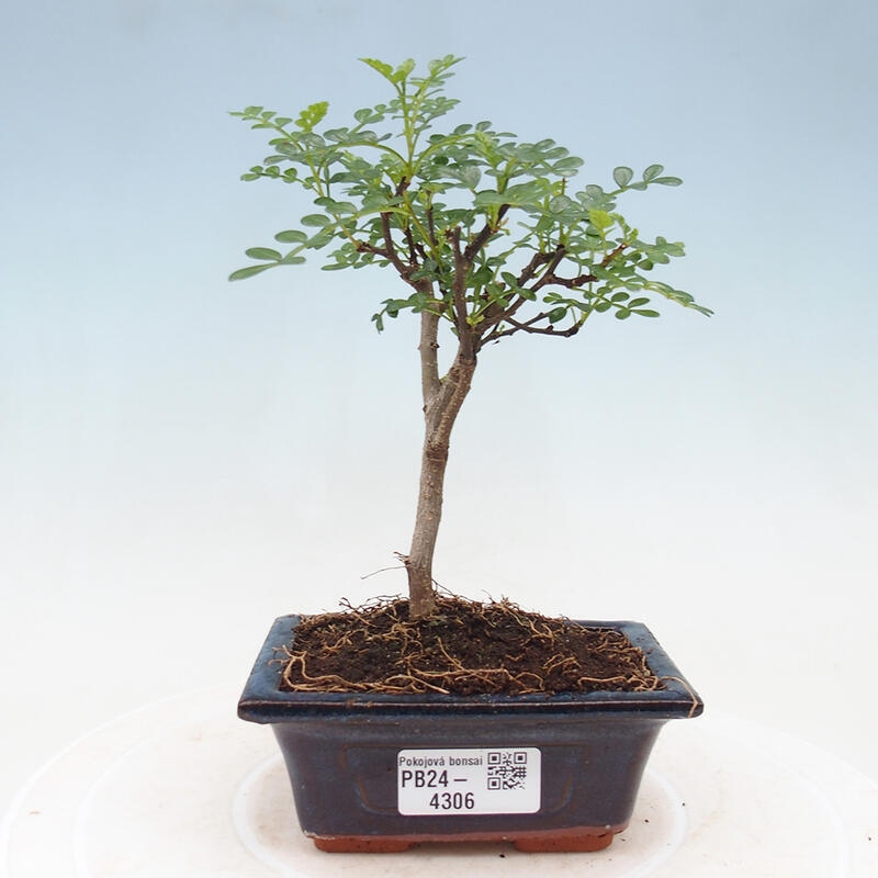 Pokojová bonsai - Zantoxylum piperitum - Pepřovník