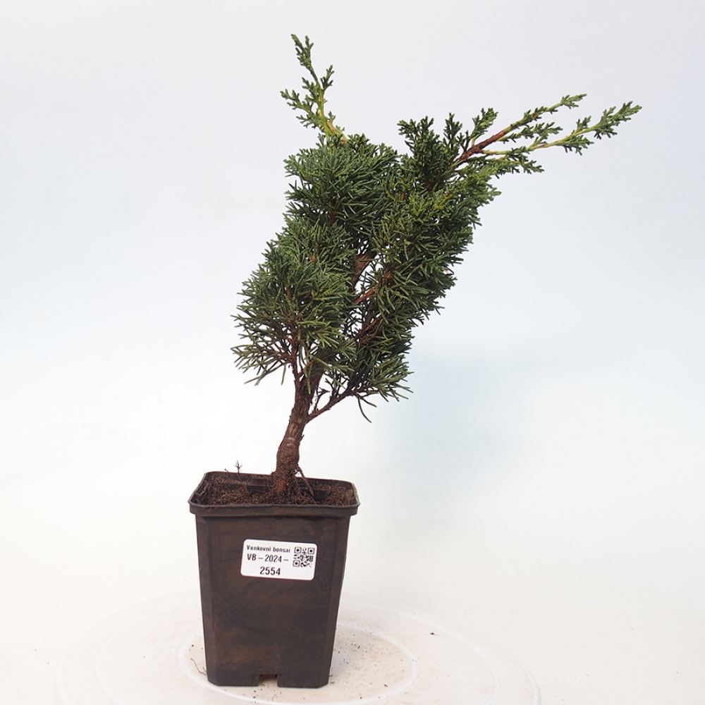 Venkovní bonsai - Juniperus chinensis Kishu -Jalovec čínský