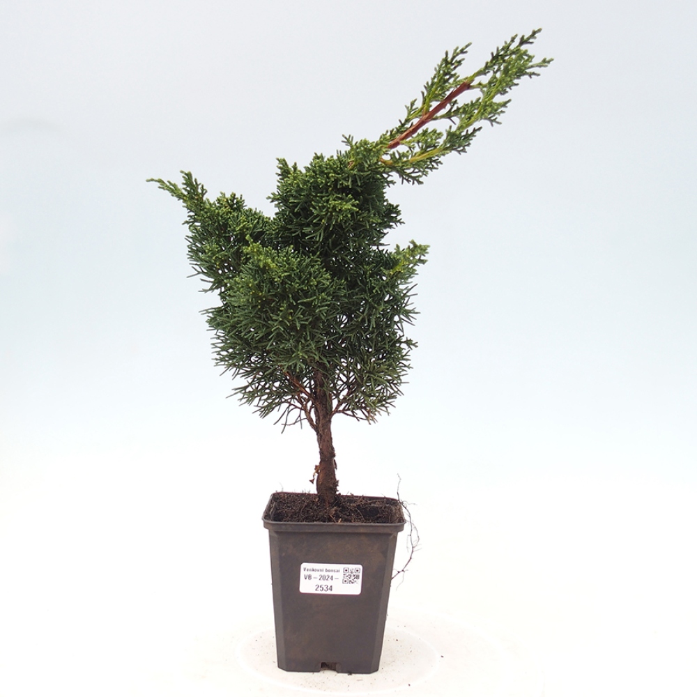 Venkovní bonsai - Juniperus chinensis Kishu -Jalovec čínský