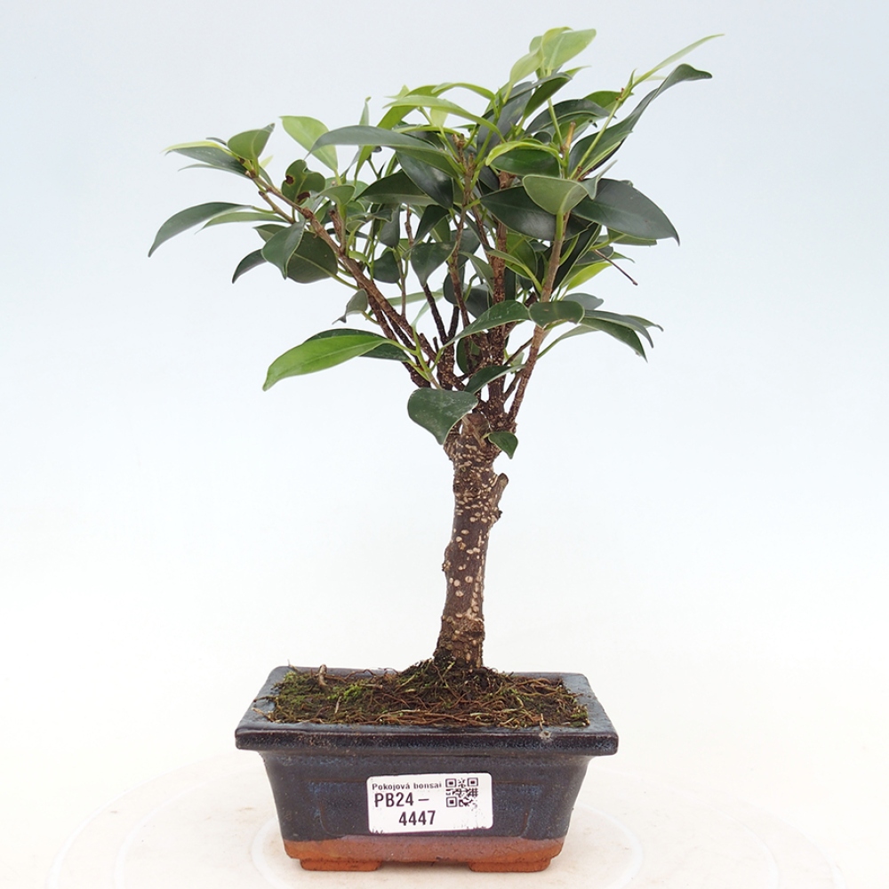 Pokojová bonsai Ficus retusa kimmen