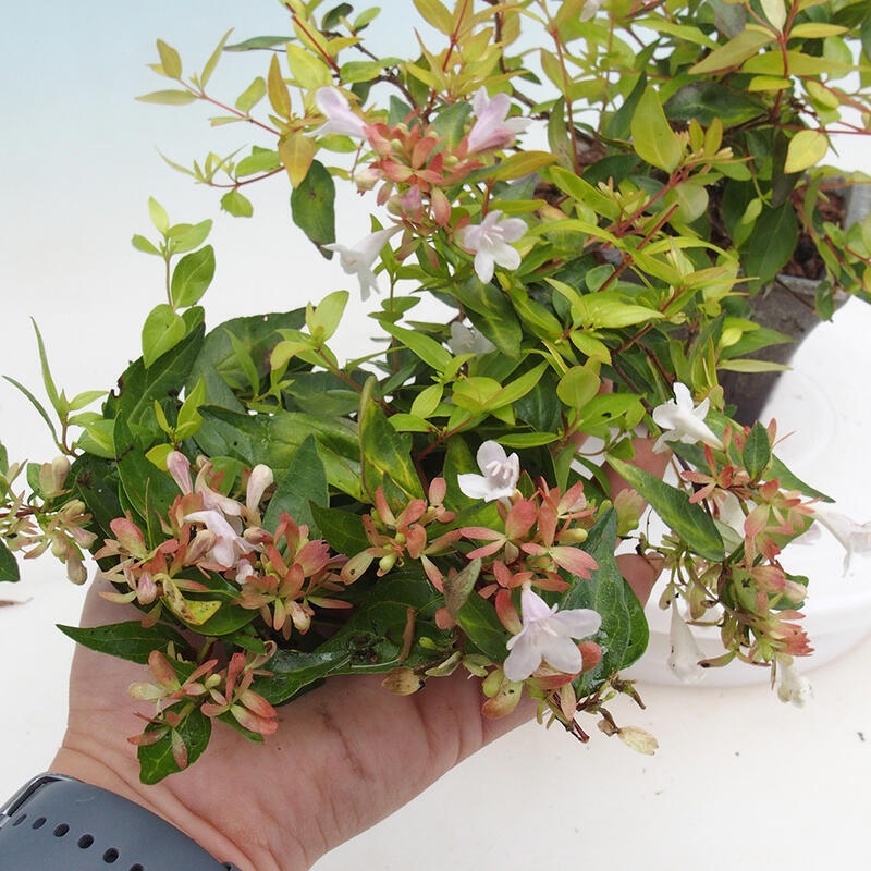 Venkovní bonsai - Abelia Grandiflora 'Francis Mason' - Abélie