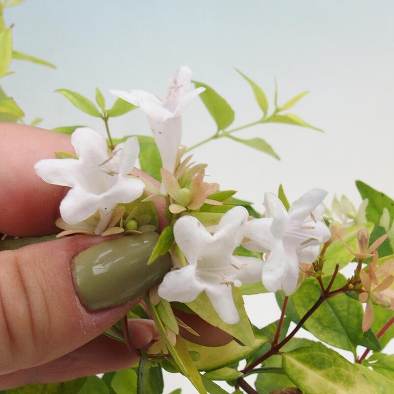 Venkovní bonsai - Abelia Grandiflora 'Francis Mason' - Abélie