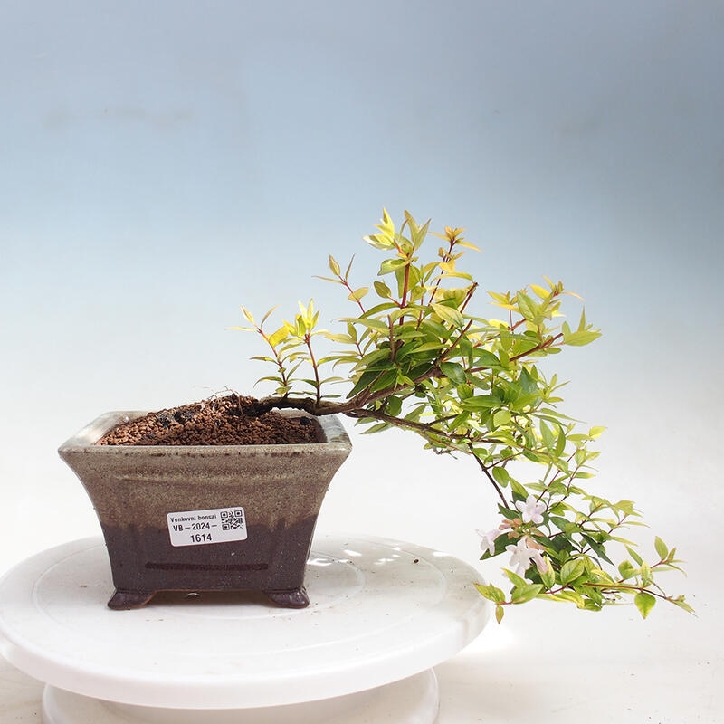 Venkovní bonsai - Abelia Grandiflora 'Francis Mason' - Abélie