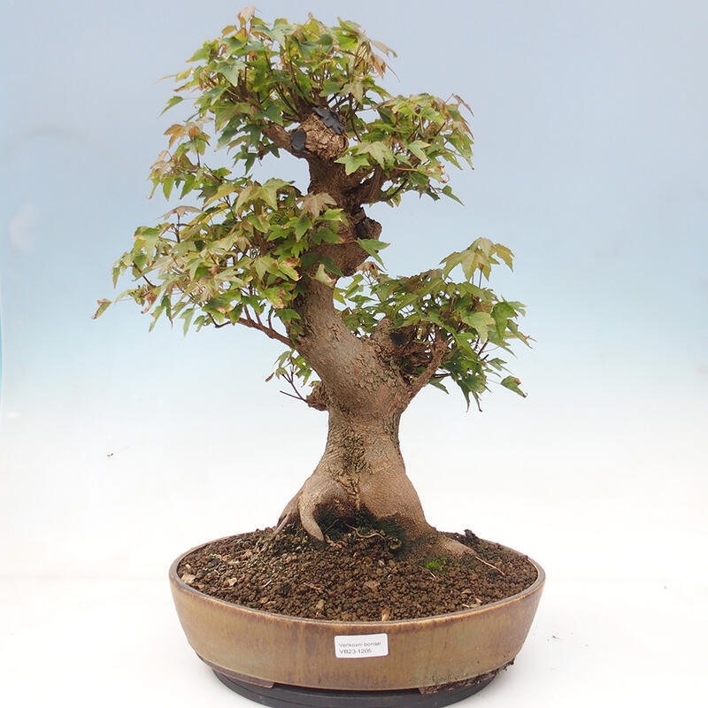 Venkovní bonsai - Acer Buergerianum - Javor Burgerův