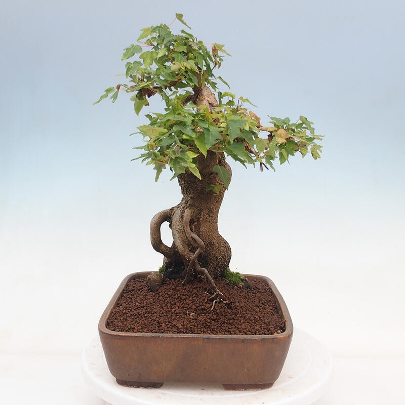 Venkovní bonsai - Acer Buergerianum - Javor Burgerův