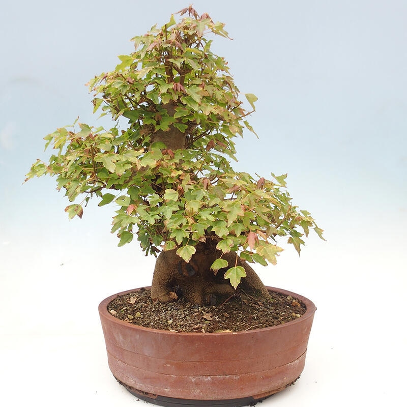 Venkovní bonsai - Acer Buergerianum - Javor Burgerův