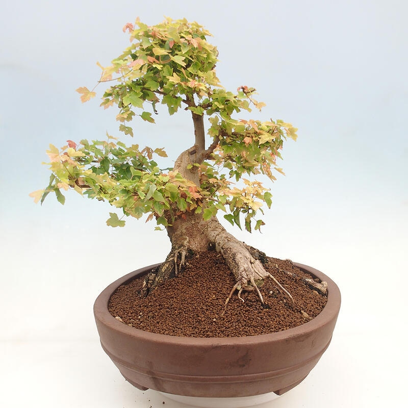 Venkovní bonsai - Acer Buergerianum - Javor Burgerův