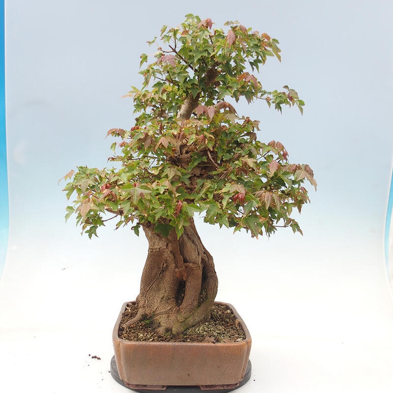 Venkovní bonsai - Acer Buergerianum - Javor Burgerův