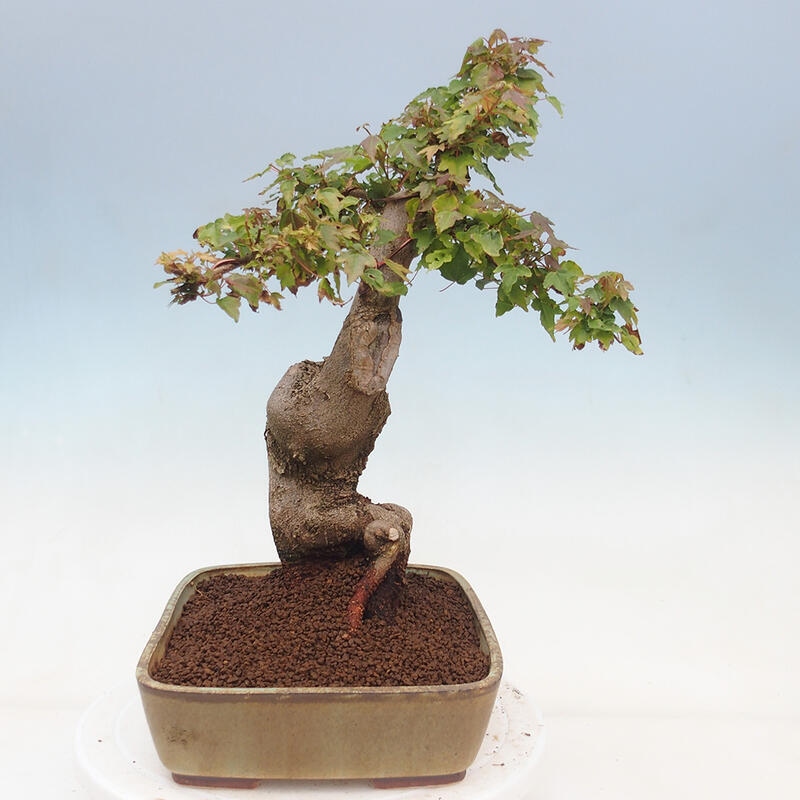 Venkovní bonsai - Acer Buergerianum - Javor Burgerův