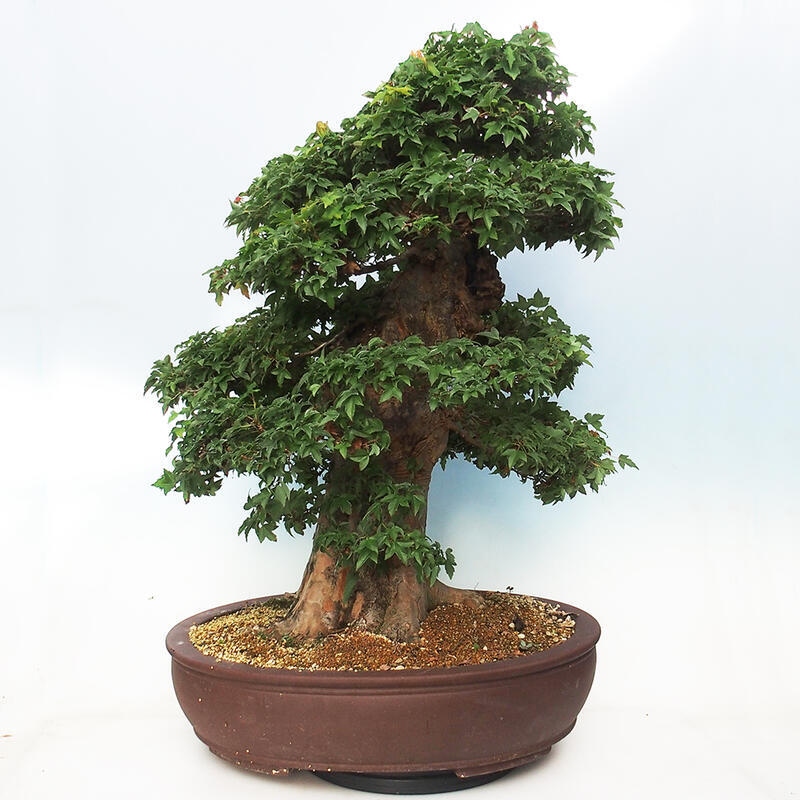 Venkovní bonsai - Acer Buergerianum - Javor Burgerův