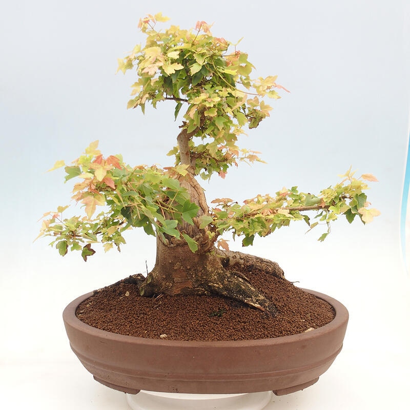 Venkovní bonsai - Acer Buergerianum - Javor Burgerův