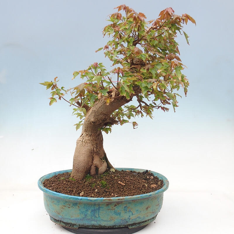 Venkovní bonsai - Acer Buergerianum - Javor Burgerův