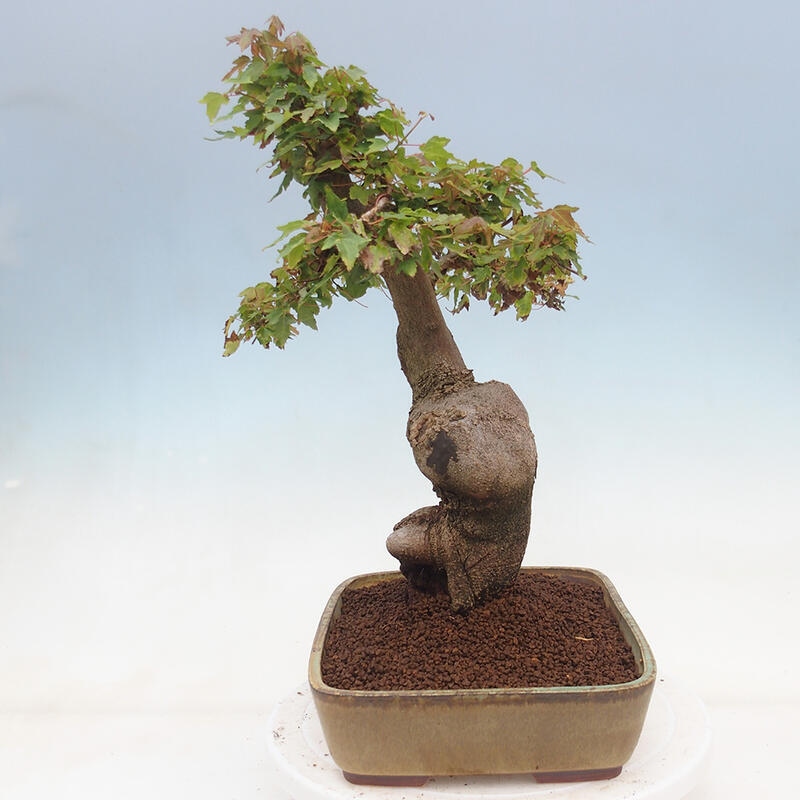 Venkovní bonsai - Acer Buergerianum - Javor Burgerův