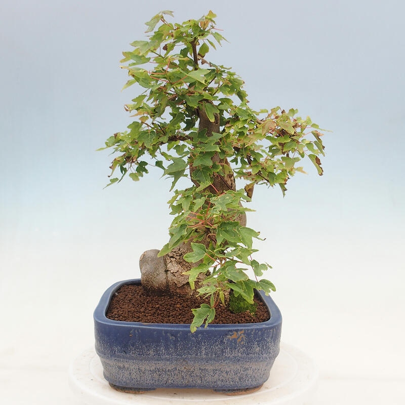 Venkovní bonsai - Acer Buergerianum - Javor Burgerův