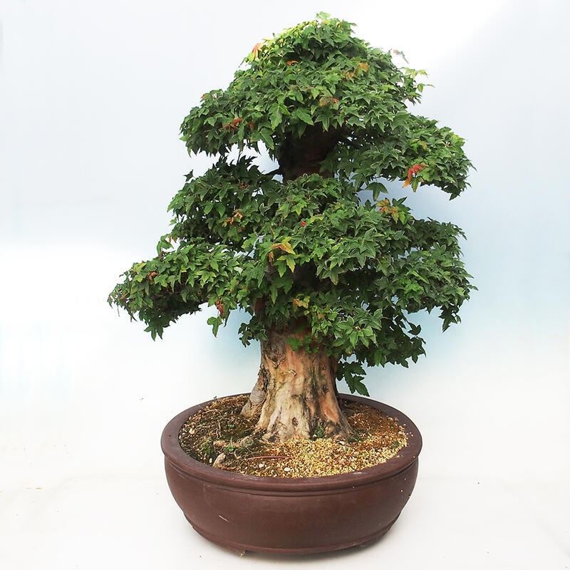 Venkovní bonsai - Acer Buergerianum - Javor Burgerův