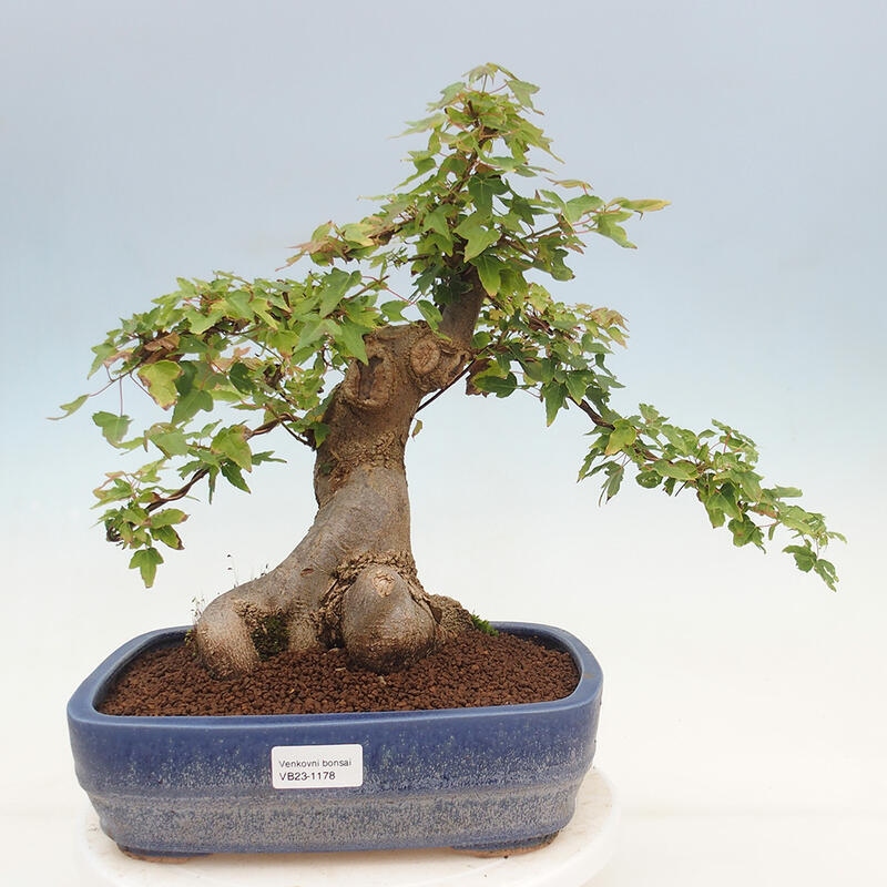 Venkovní bonsai - Acer Buergerianum - Javor Burgerův