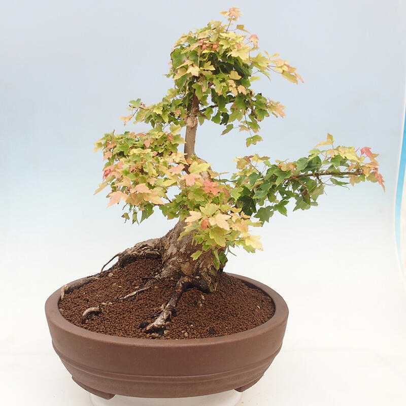 Venkovní bonsai - Acer Buergerianum - Javor Burgerův