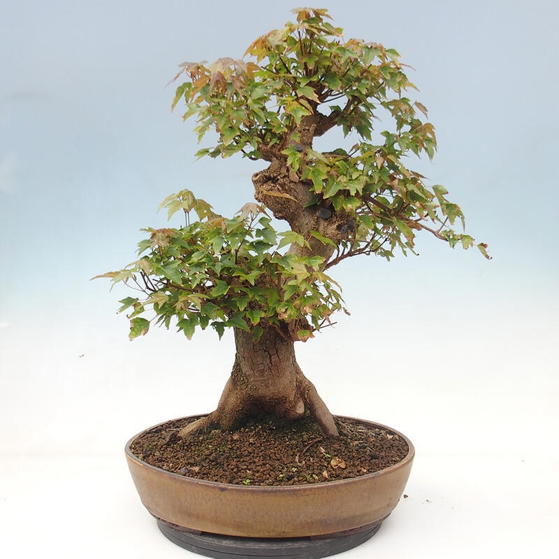 Venkovní bonsai - Acer Buergerianum - Javor Burgerův