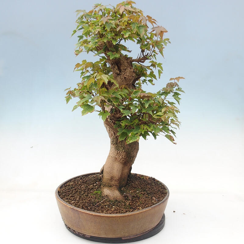 Venkovní bonsai - Acer Buergerianum - Javor Burgerův