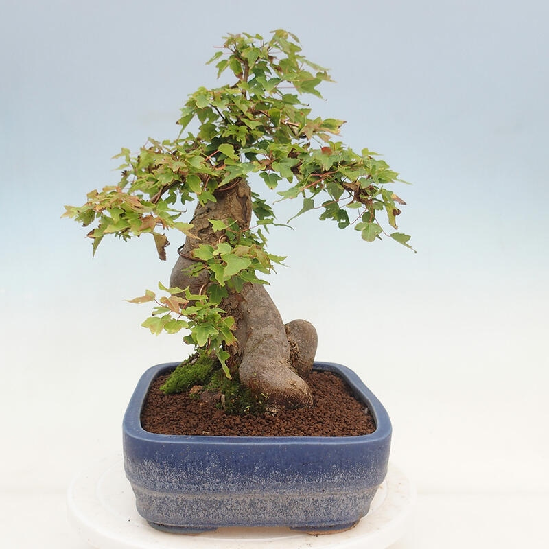 Venkovní bonsai - Acer Buergerianum - Javor Burgerův