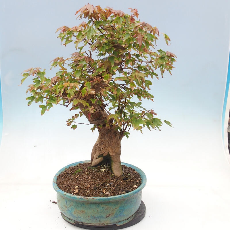 Venkovní bonsai - Acer Buergerianum - Javor Burgerův