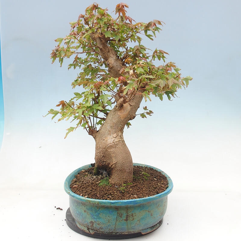 Venkovní bonsai - Acer Buergerianum - Javor Burgerův