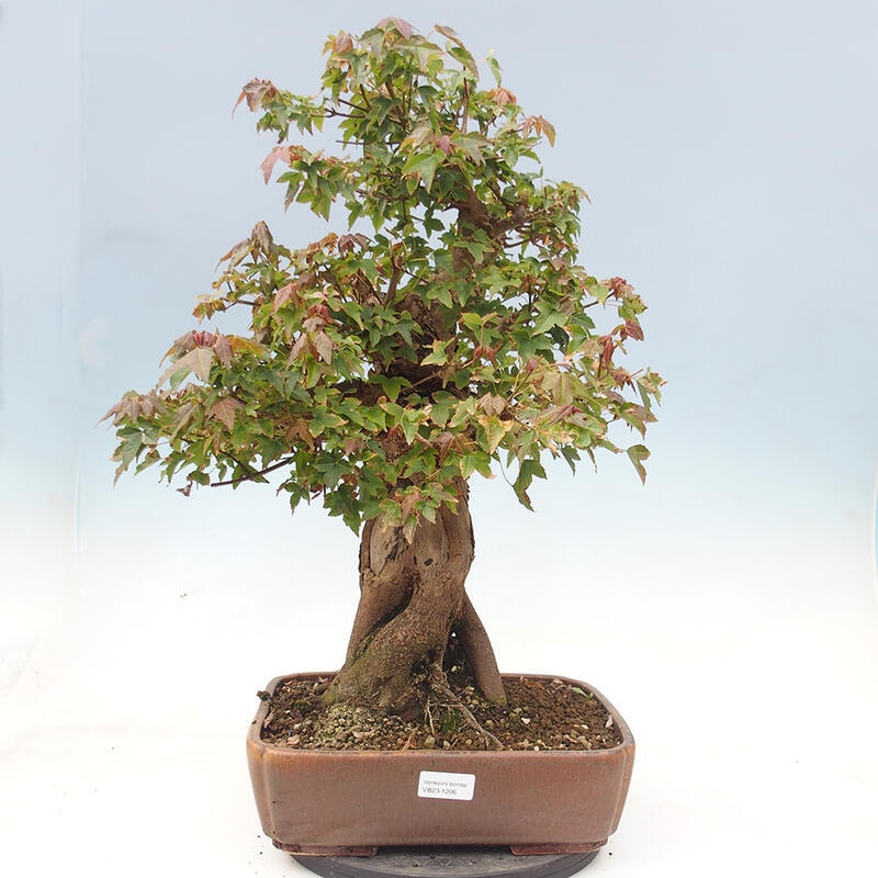 Venkovní bonsai - Acer Buergerianum - Javor Burgerův