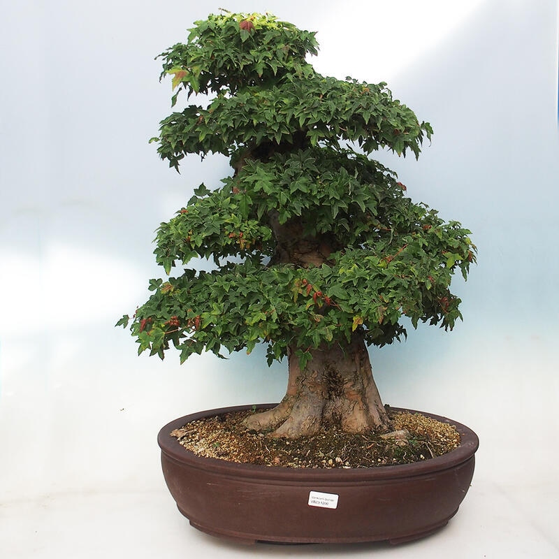 Venkovní bonsai - Acer Buergerianum - Javor Burgerův