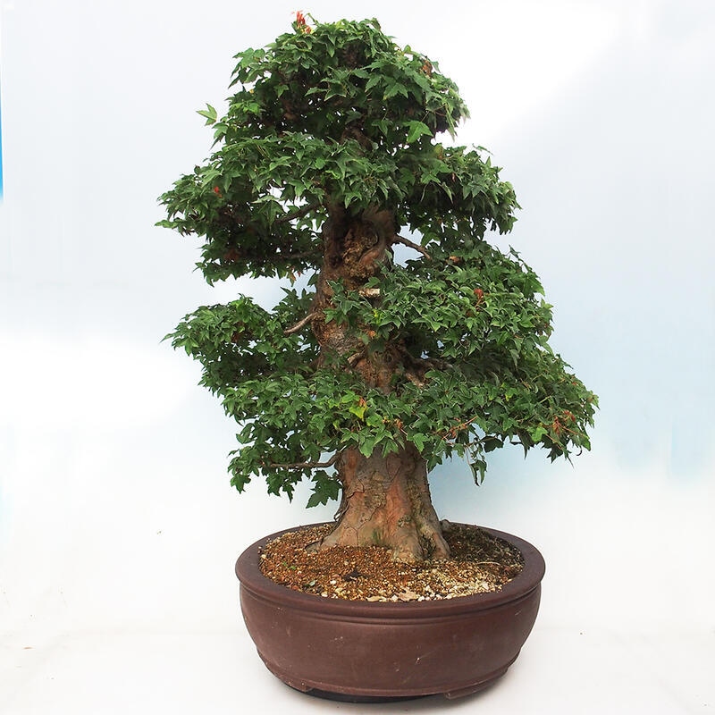 Venkovní bonsai - Acer Buergerianum - Javor Burgerův