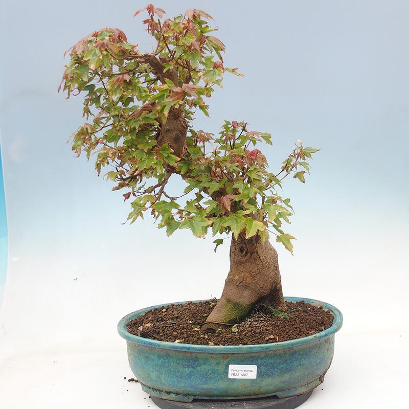 Venkovní bonsai - Acer Buergerianum - Javor Burgerův