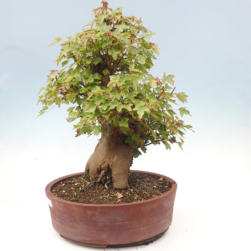 Venkovní bonsai - Acer Buergerianum - Javor Burgerův