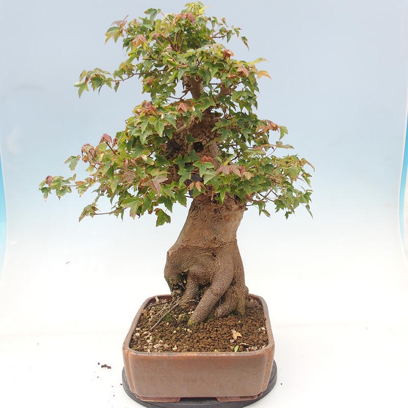 Venkovní bonsai - Acer Buergerianum - Javor Burgerův