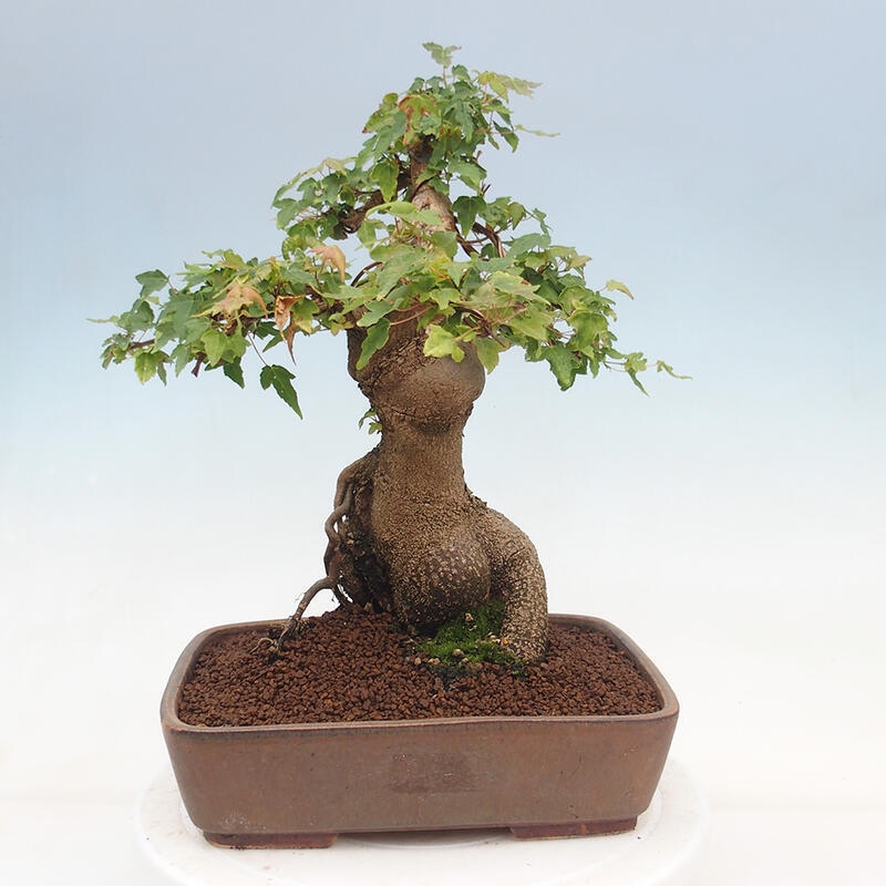 Venkovní bonsai - Acer Buergerianum - Javor Burgerův